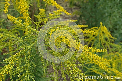 Close view of raceme of yellow flowers of Solidago canadensis Stock Photo