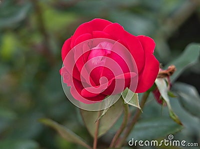 Close View of Red Rose - Variety Knockout Stock Photo