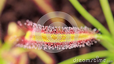 Close view of red and yellow sundew Stock Photo