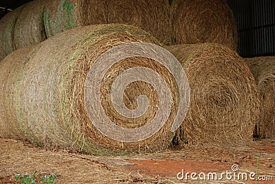 Close view of Round Hay Bales used to feed cattle in the winter. Now stored in the Hay Barn. Stock Photo