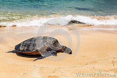 Close view of sea turtle resting on Laniakea beach on a sunny day, Oahu Stock Photo