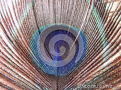A colourful close view of a peacock`s feather Stock Photo