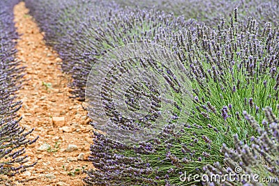 Close view of straight lines of violet lavender bushes Stock Photo