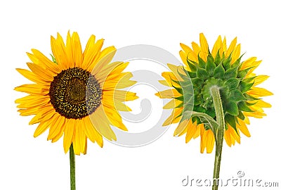 Close view of sunflower Stock Photo