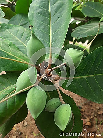 Terminalia catappa or Indian almond or wild almond or Bengal almond Stock Photo