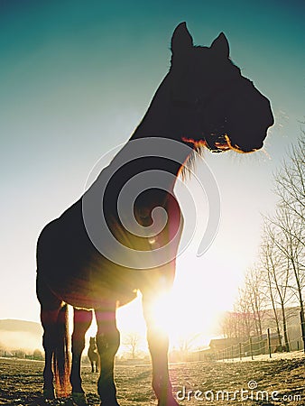 Close view to sleepy horses. Lazy cold morning Stock Photo