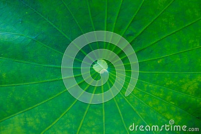 Green lotus leaf background Stock Photo