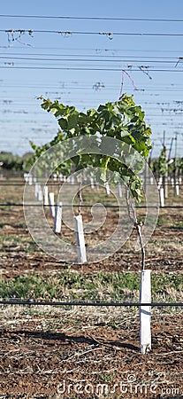 Close View of Young Vine in Grow Tube. Stock Photo