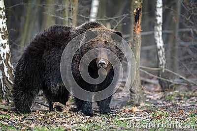 Close wild big brown bear portrait in forest. Danger animal in nature habitat Stock Photo