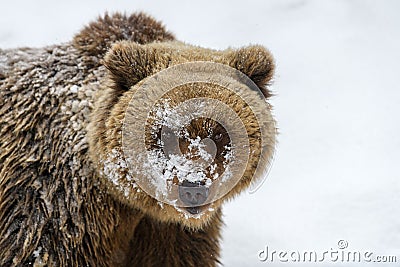 Close wild big brown bear portrait in winter forest Stock Photo
