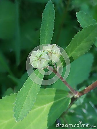 Close wild seed pods green Stock Photo