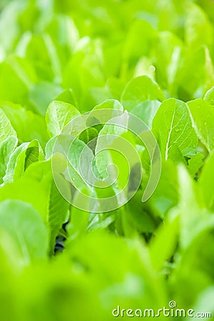 Close of young Choy Sum in organic farm. Agriculture concept Stock Photo