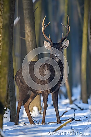 Close young majestic red deer stag in winter forest. Cute wild mammal in natural environment Stock Photo