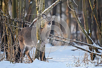 Close young majestic red deer in winter forest. Cute wild mammal in natural environment Stock Photo