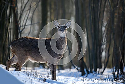 Close young majestic red deer in winter forest. Cute wild mammal in natural environment Stock Photo