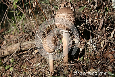 Close young parasol mushroom Stock Photo