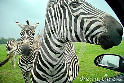 Close view with Zebras. Lion Safari. Ontario Stock Photo
