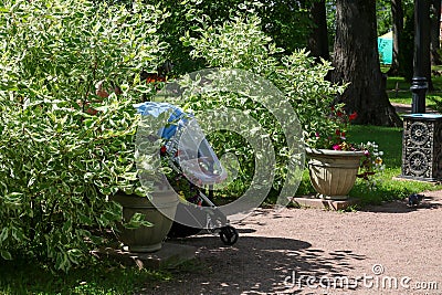 A closed baby carriage in the shade of a bush deren white elegantissima near a bench in the city garden Stock Photo