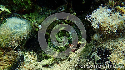 Closed calcareous tubeworm or fan worm, plume worm or red tube worm (Serpula vermicularis) undersea, Aegean Sea Stock Photo