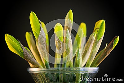 Closed daffodils Stock Photo