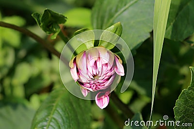 Closed flower bud of Dahlia bushy tuberous herbaceous perennial plant with large violet multiple layers of fresh petals in local Stock Photo