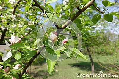 Closed flower buds of apple in April Stock Photo