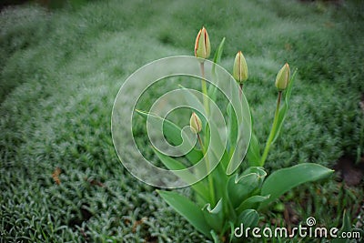 Closed fresh green tulips grow in the spring garden Stock Photo