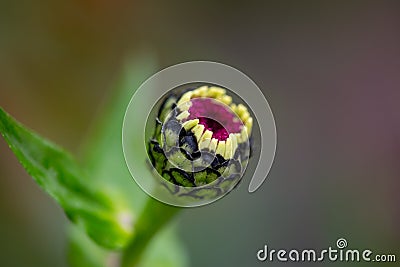 A closed garden flower bud macro photogrpahy Stock Photo