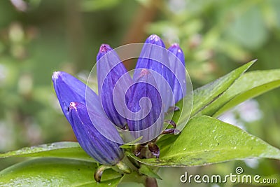 Closed Gentian (Gentiana andrewsii) - Pinery Provincial Park, On Stock Photo