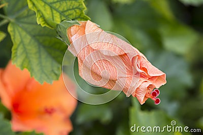 Closed Hibiscus Rosa-Sinensis `Ritzy` Stock Photo