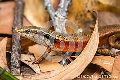 Closed-litter rainbow skink - Carlia longipes on Fitzroy Island Stock Photo