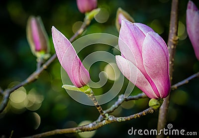 Closed magnolia buds Stock Photo