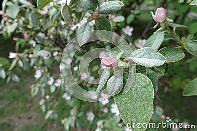 Closed pink bud of quince in May Stock Photo