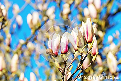 Closed pink cherry blossoms before blooming Stock Photo