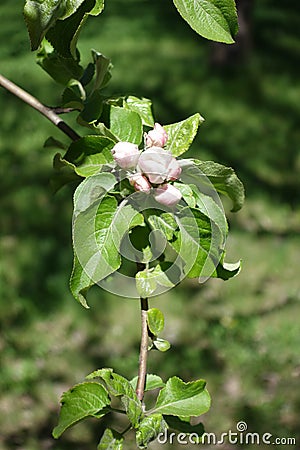 Closed pink flower buds of apple tree Stock Photo