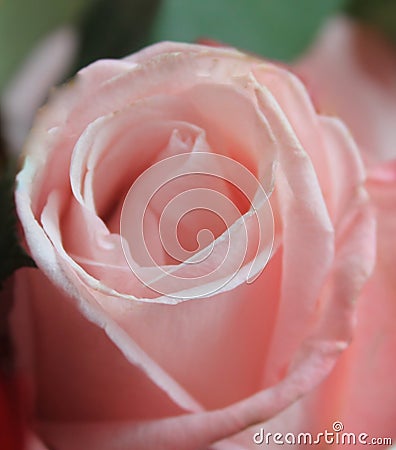 Closed Pink Rose Stock Photo