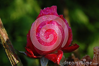 Closed Pink rose with waterdrops Stock Photo