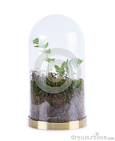 Closed sealed self sustainable ecosystem in a transparent glass flask jar with moss and fern isolated Stock Photo