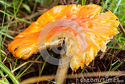 Closed to an Orange and red mushroom with little white spots and drie brown pine trees needles at background Stock Photo