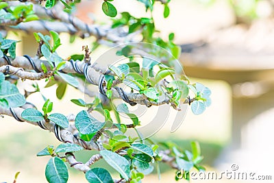 Closed up bonsai branch and wrapped by control wire Stock Photo