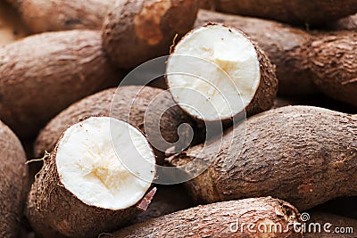 Cassava Root or Tapioca Manihot esculenta Stock Photo