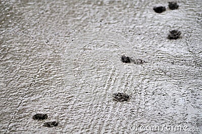 Cats footprints in wet fresh concrete Stock Photo