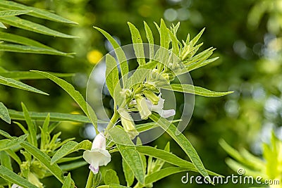 Closed-up of the clean organic sesame plant with flowers with a green plant background Stock Photo