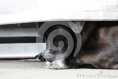 Closed up face of black dog domestic dog scratching leg Stock Photo