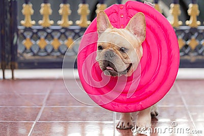 French bulldog animal is wearing guard on the sick day Stock Photo