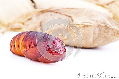 Closed up of giant Atlas moth Attacus atlas chrysalis or pupa Stock Photo