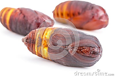 Closed up of giant Atlas moth Attacus atlas chrysalis or pupa Stock Photo