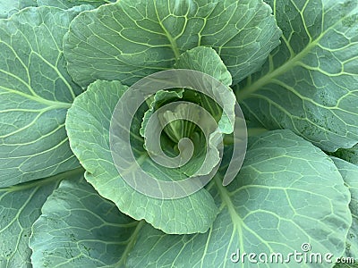 Closed up image of Leaves of kale, Brassica oleracea, Chinese Broccol. Stock Photo