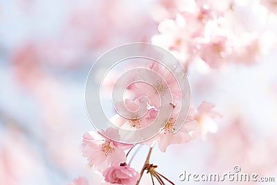 Closed up on light pink cheery blossom, sakura lit by sunlight in Osaka Japan Stock Photo