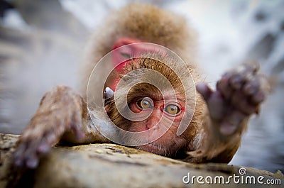 Monkey hot spring Stock Photo